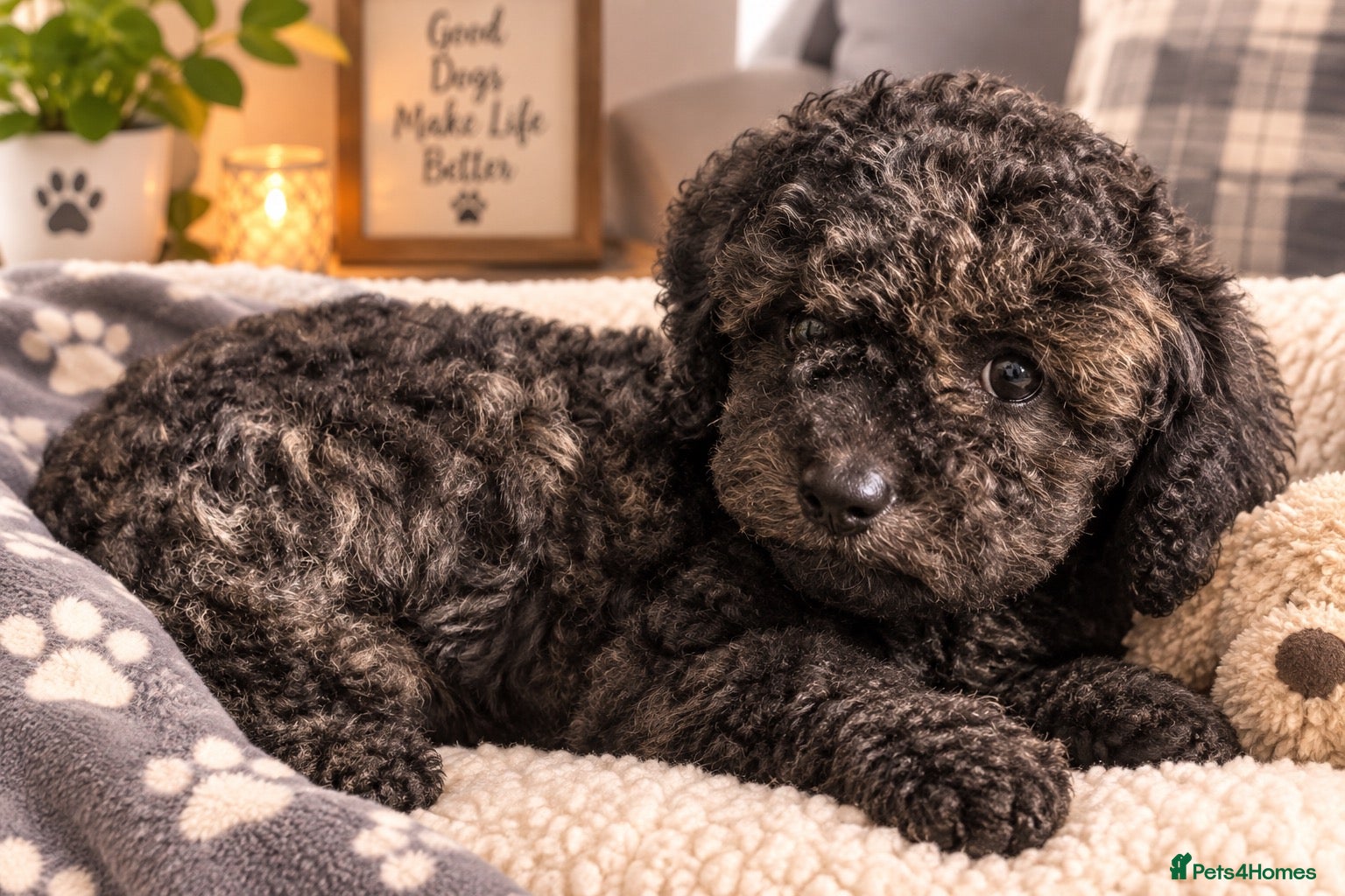 Cavapoo dogs Ready Now F1b Cavapoo Gitl  - Advert 18
