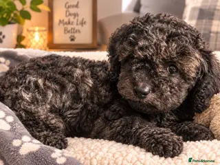 Cavapoo dogs Ready Now F1b Cavapoo Gitl - Advert 18