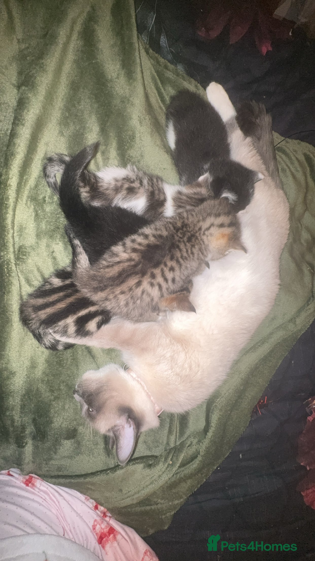 Mixed Breed cats Ragdoll cross kittens - Advert 1