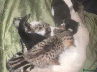 Mixed Breed cats Ragdoll cross kittens - Advert 1