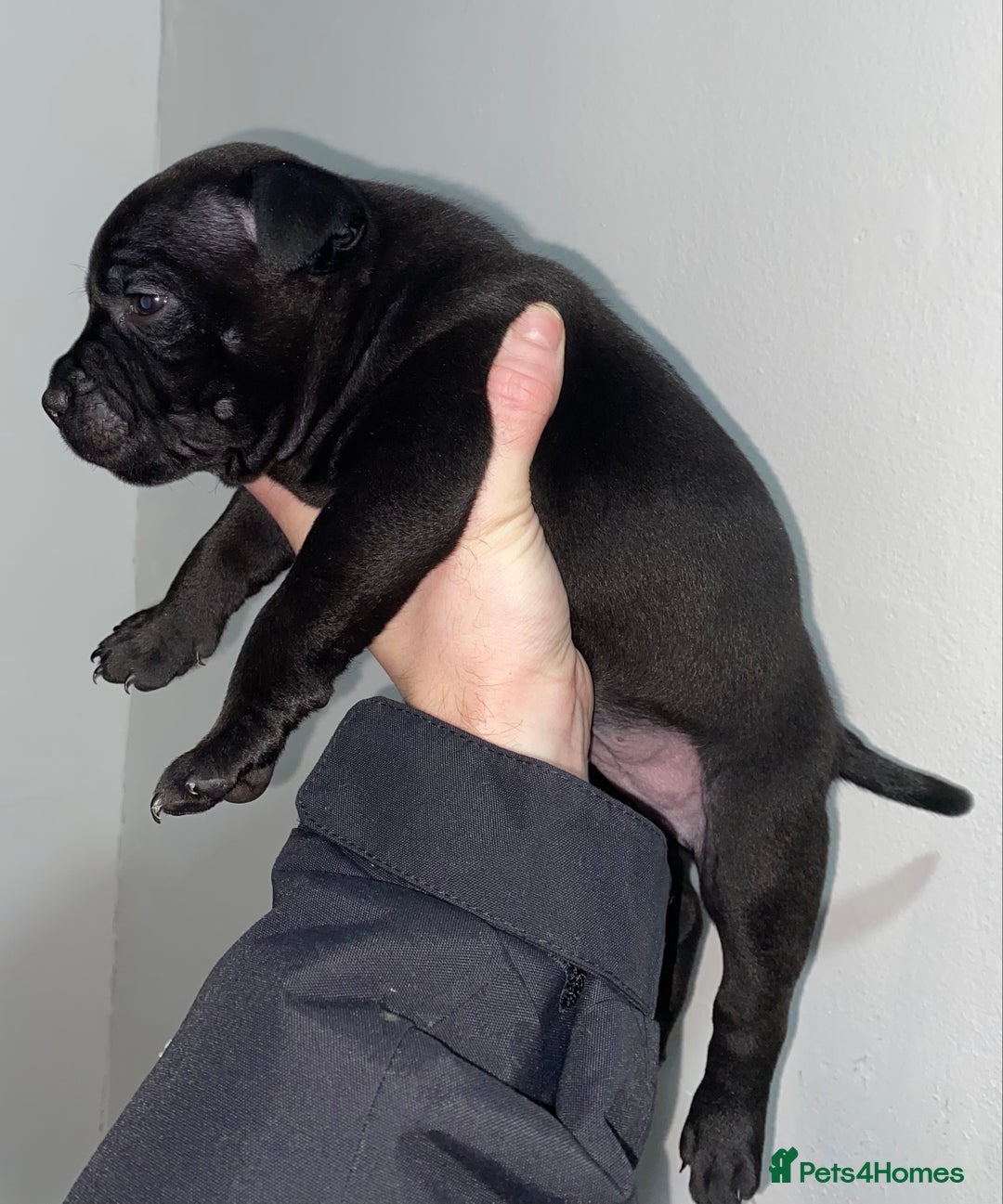 Staffordshire Bull Terrier dogs for sale: Full black Show Quality Staffy pups (Kassius Pup)  - Advert 4