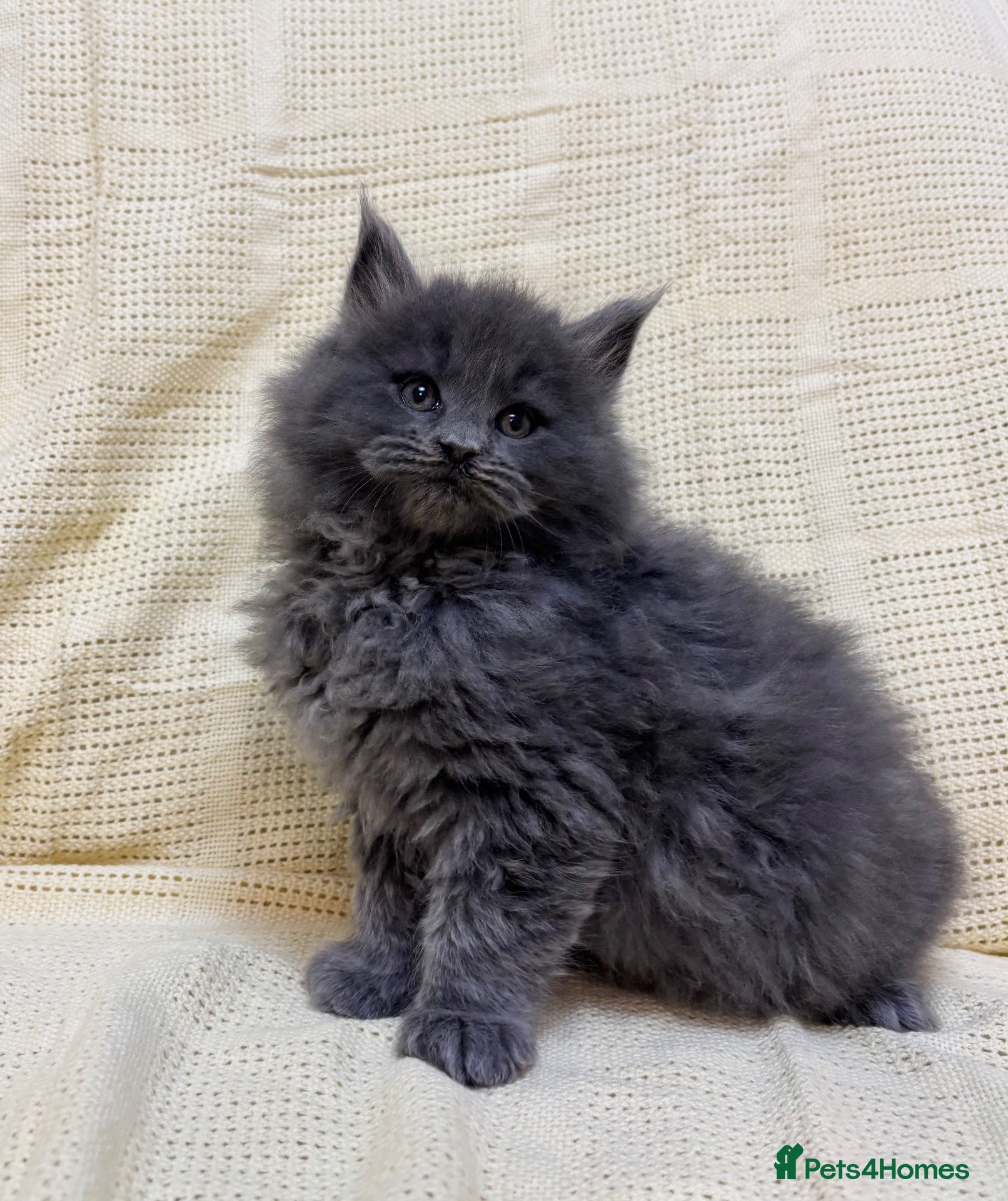Mixed Breed cats for sale: Maine Coon X Half Ragdoll Kittens  - Advert 21