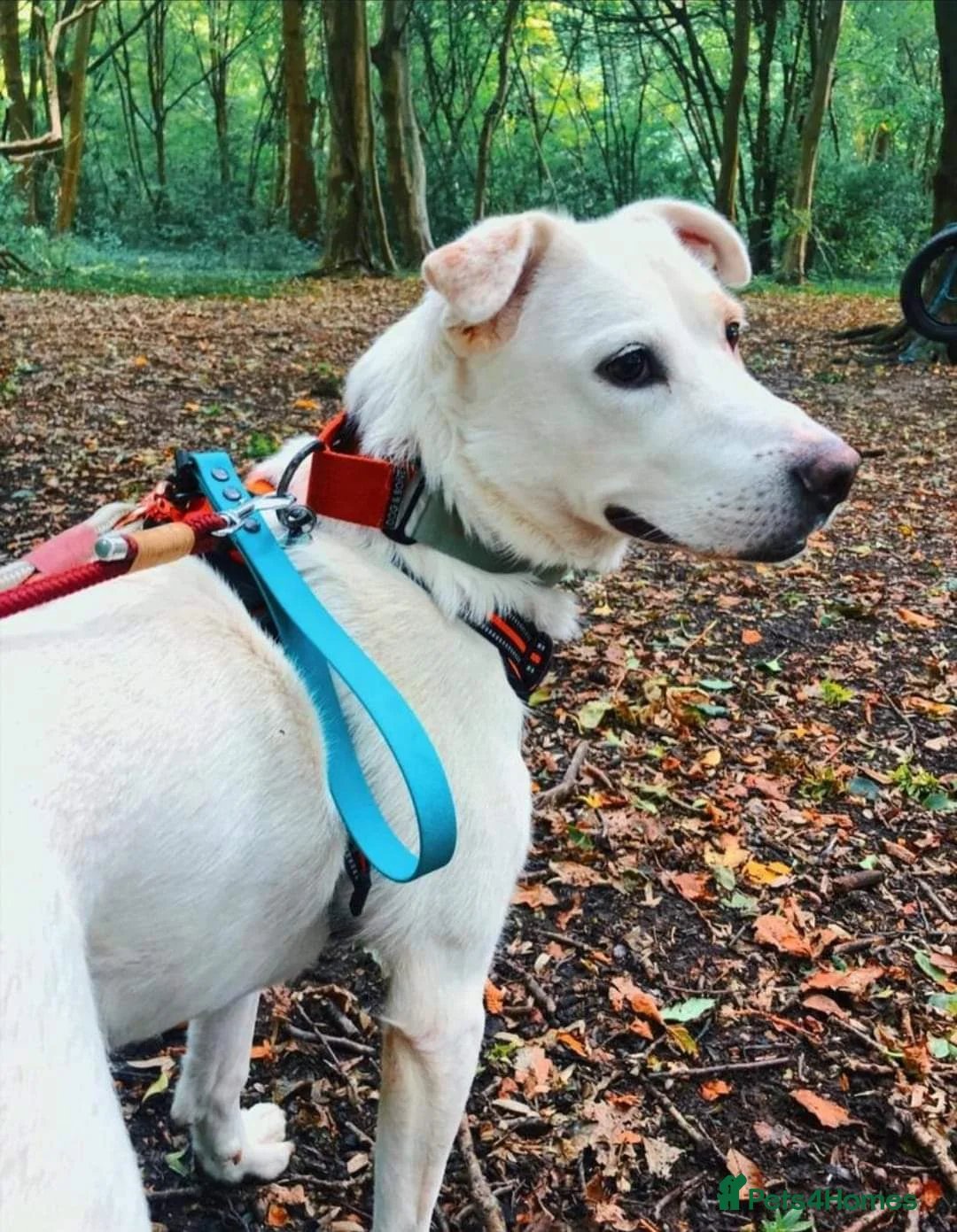 Mixed Breed dogs for adoption: Meet Biscuit, currently residing in Hampshire  in Havant - Advert 11