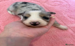 Australian Shepherd dogs for sale: *3 LEFT* Australian shepherd puppies for sale  - Image 14