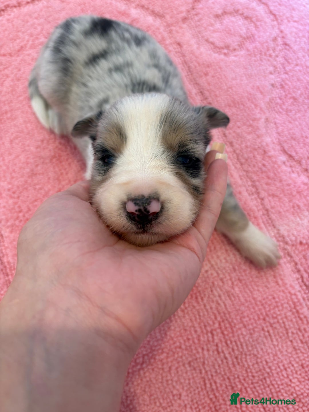 Australian Shepherd dogs for sale: *3 LEFT* Australian shepherd puppies for sale  - Image 14