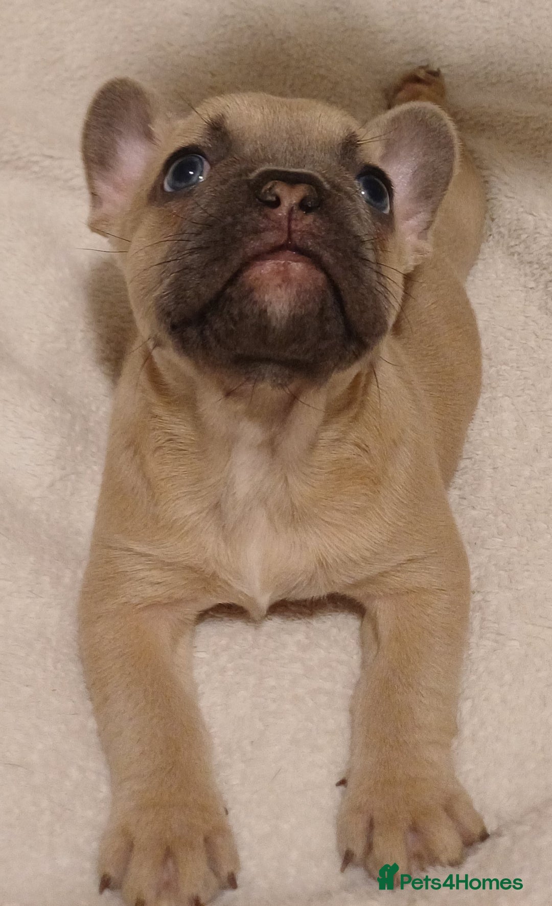 French Bulldog dogs for sale: Beautiful litter of amazing babies  - Advert 16