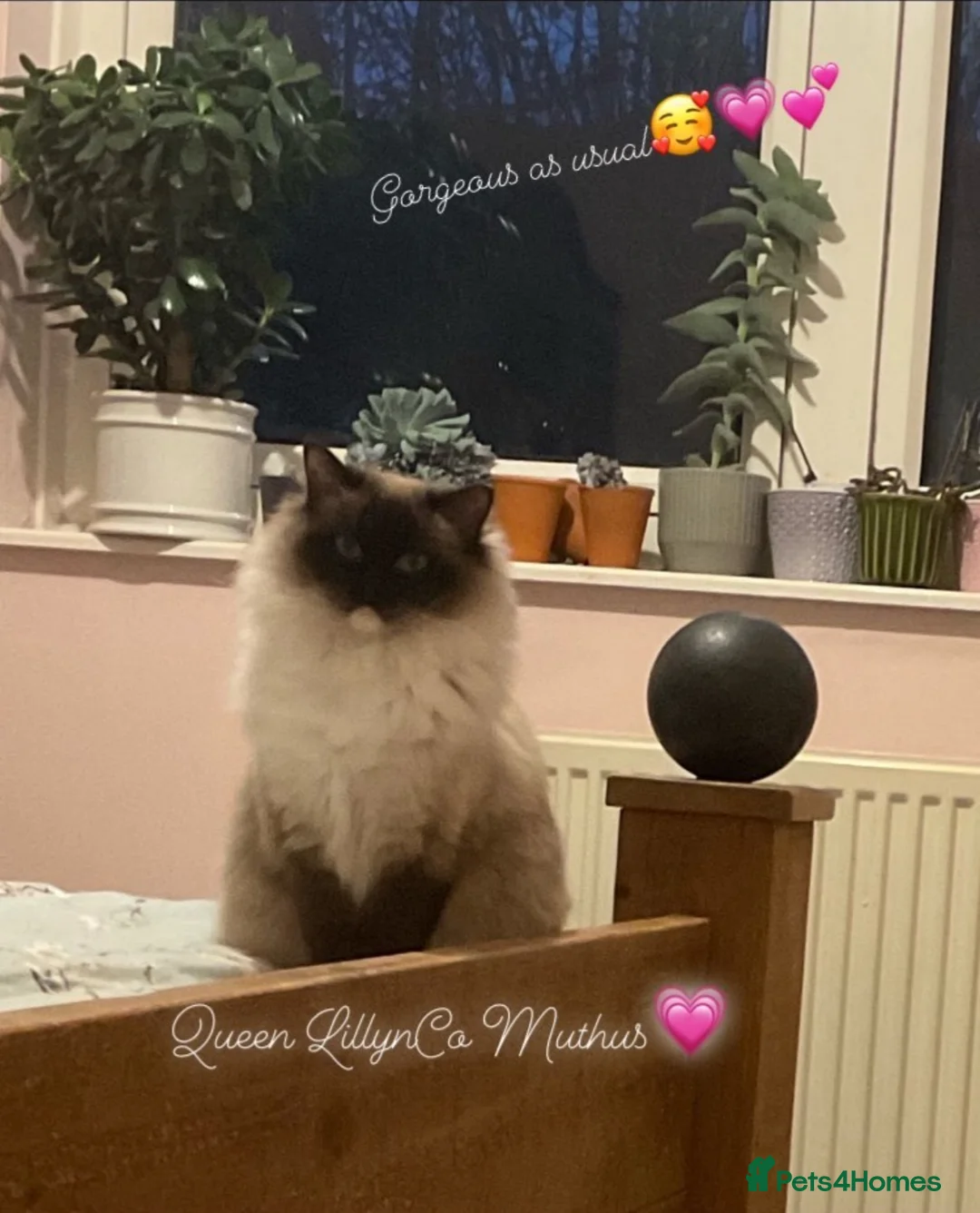Ragdoll cats for sale: 🌟TICA🌟Champion Ragdoll🏆🏆🏆 - Advert 13