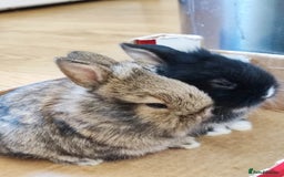 Dwarf Lop rabbits for sale: A cute little rabbit - Image 13