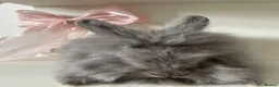 Mixed Breed rabbits for sale: lionhead x mini lop baby boys 🩵 - Advert 7