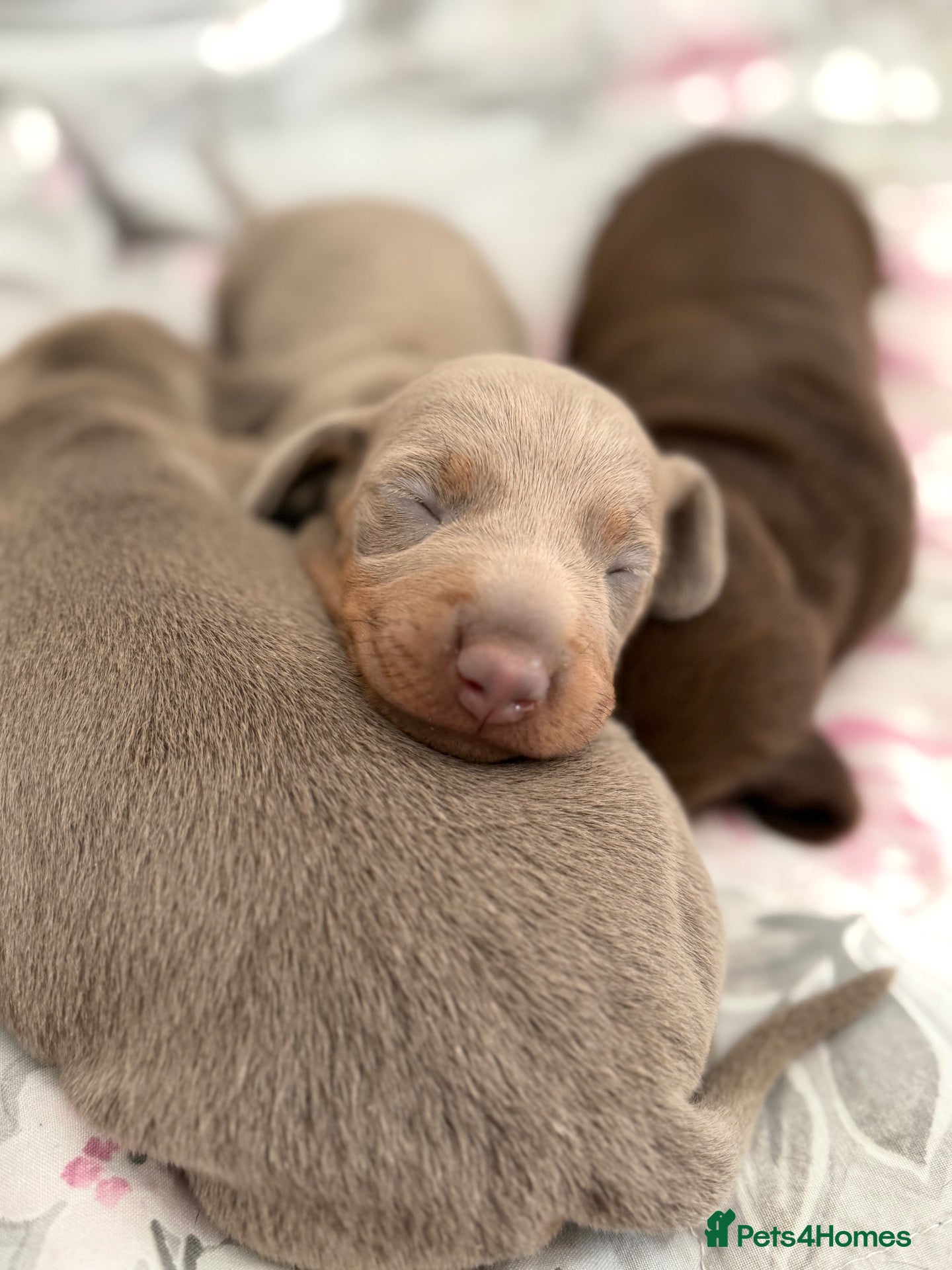 Miniature Dachshund dogs RKC miniature dachshunds  - Advert 17
