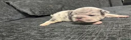 Frug dogs for sale: 6 stunning blue Merle Frug puppies  in Eastleigh - Advert 19