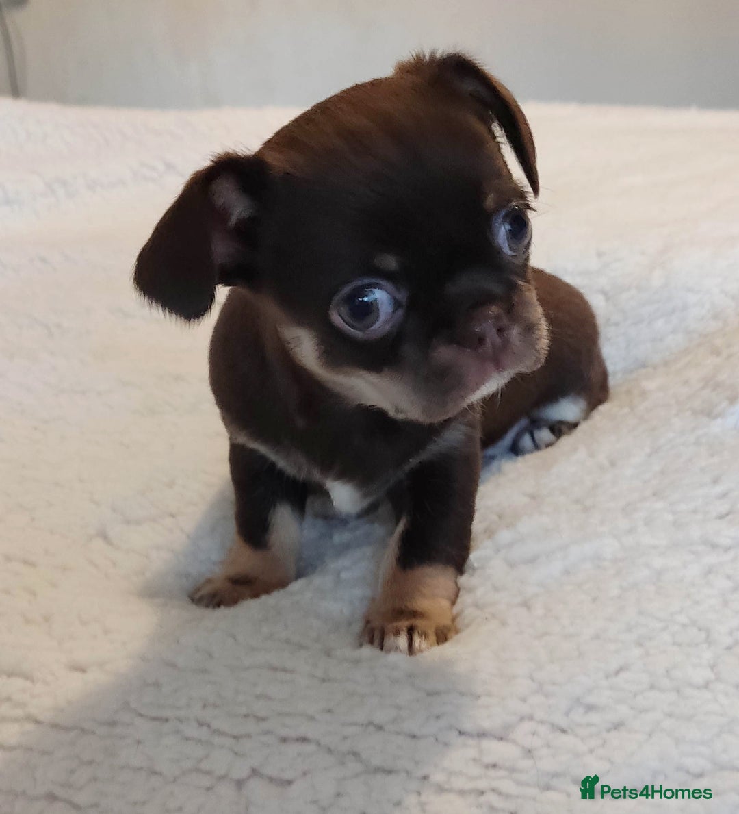 Chihuahua dogs for sale: Beautiful Chocolate Chihuahua Girls  - Advert 9