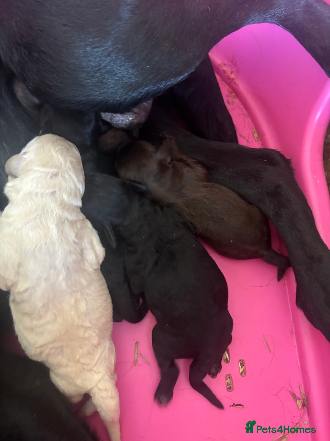 Labradoodle dogs for sale: Stunning chunky labradoodle pups  - Image 5