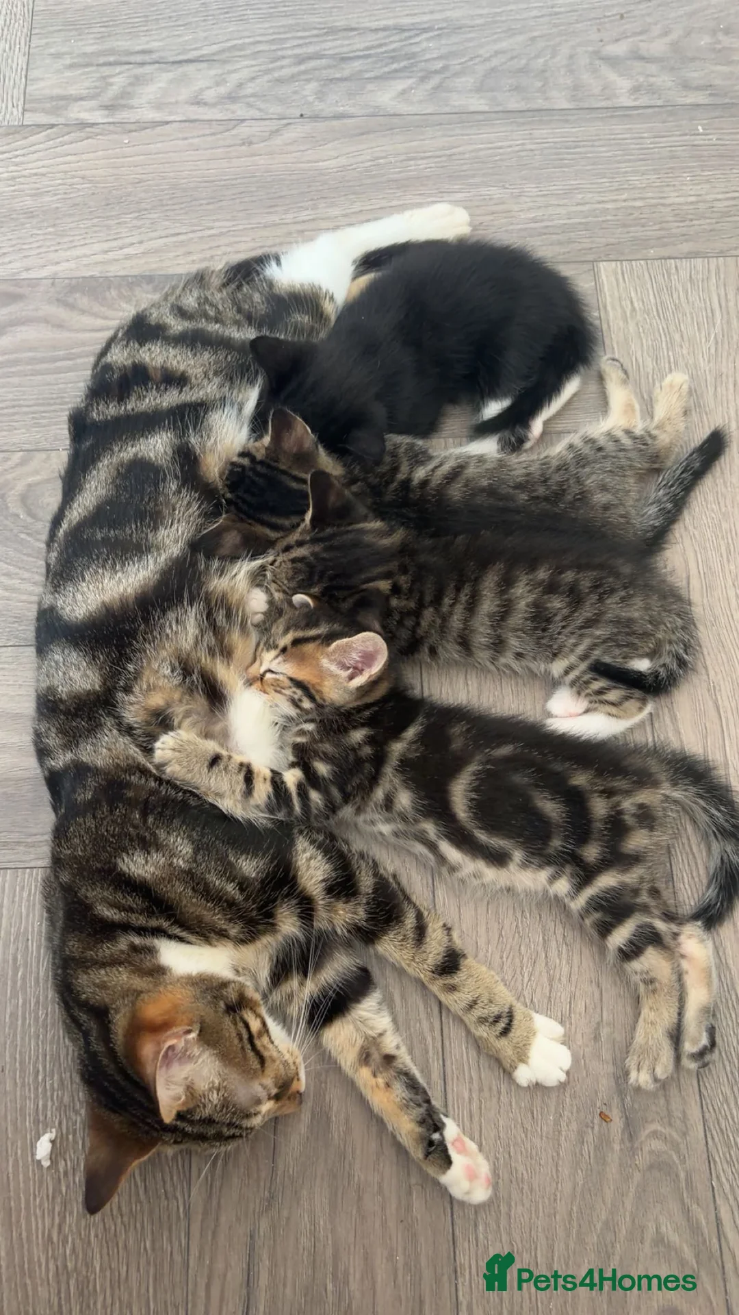 Mixed Breed cats for sale: 3 tabby kittens for sale - Advert 13