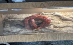 Corn Snake reptiles for sale: Corn snake - Image 2