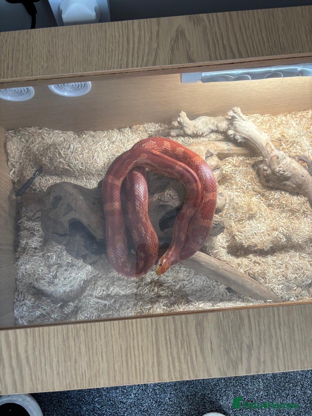 Corn Snake reptiles for sale: Corn snake - Image 2