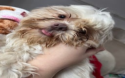 Shih Tzu dogs for sale: Forever home wanted  - Image 1