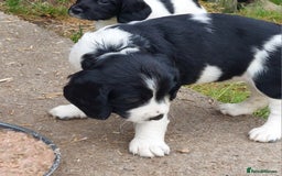 English Springer Spaniel dogs for sale: Quality Spaniel Litter at Sandaharr  - Image 19