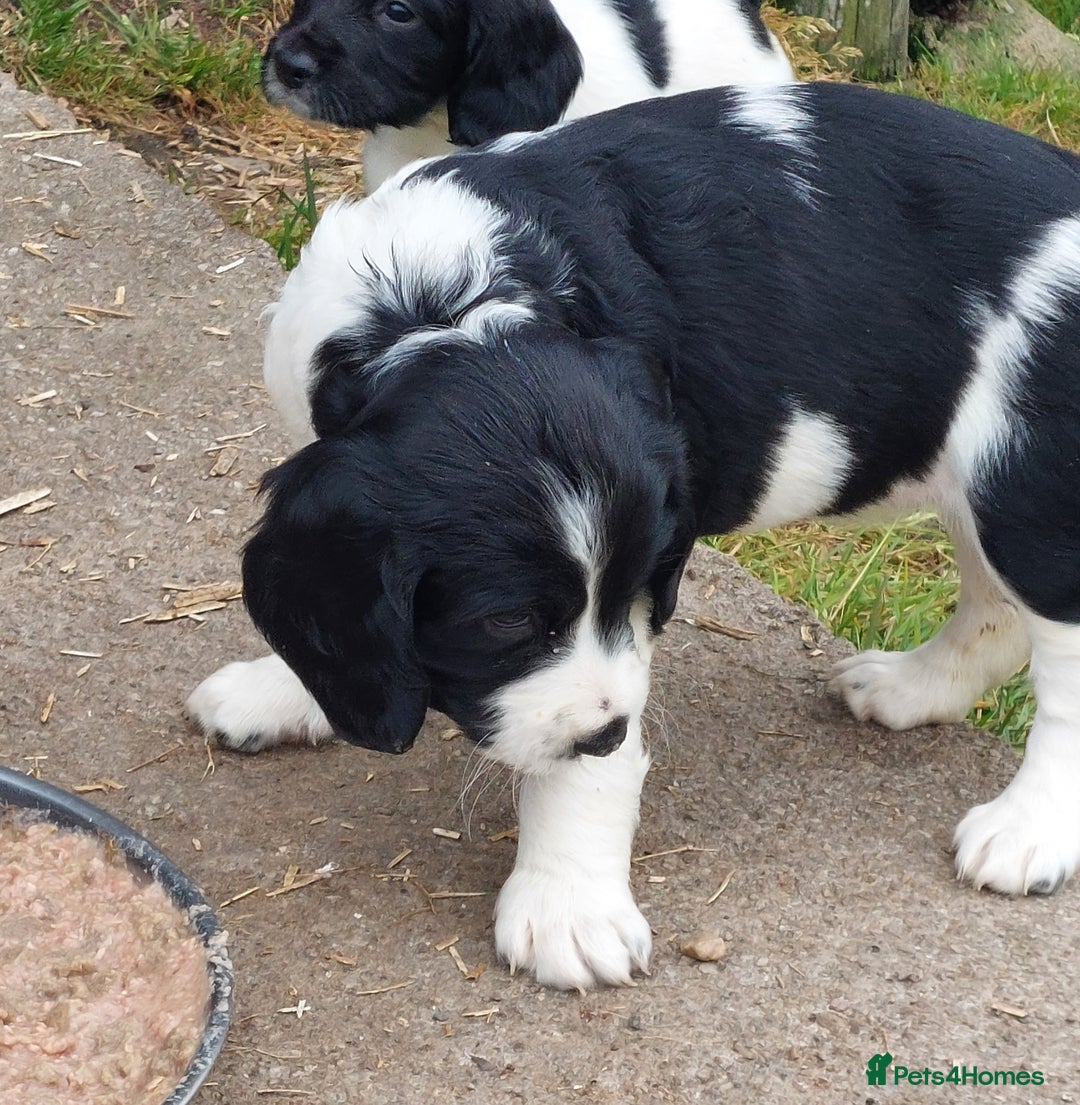 English Springer Spaniel dogs for sale: Quality Spaniel Litter at Sandaharr  - Image 19