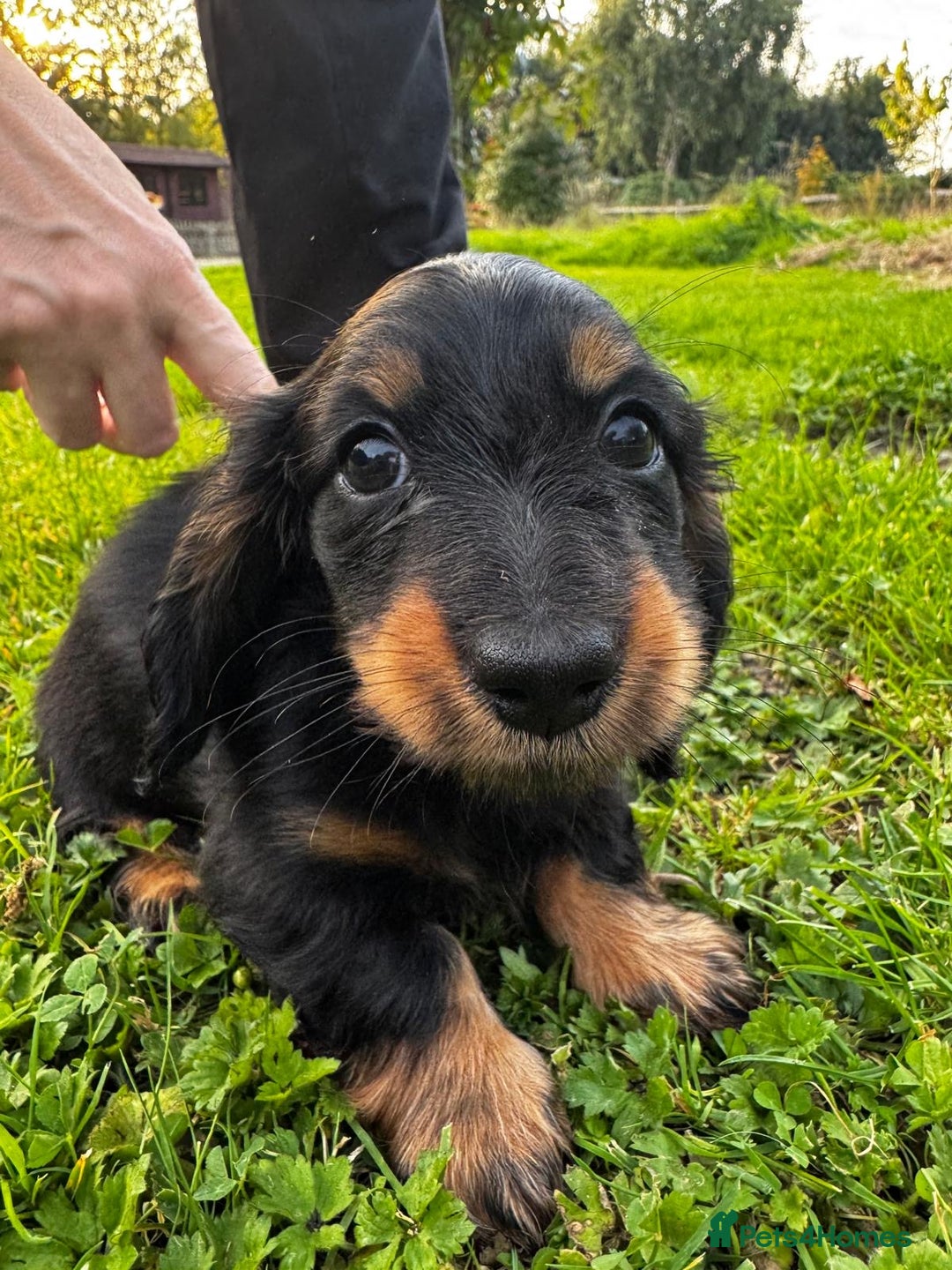 Miniature Dachshund dogs for sale: Miniature long-haired dachshund  - Image 4