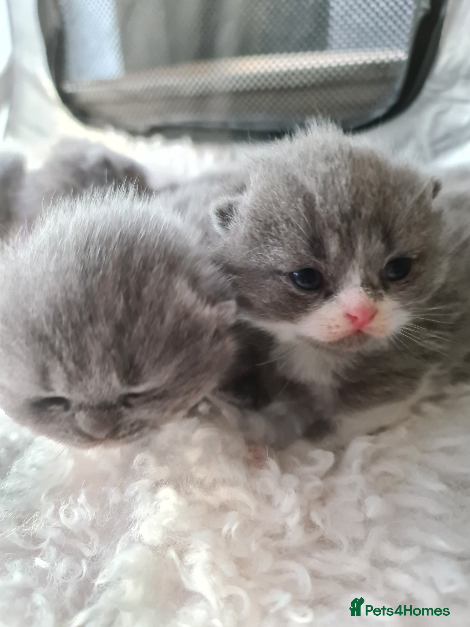 British Shorthair cats British shorthair kittens  - Advert 8