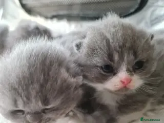British Shorthair cats British shorthair kittens - Advert 8