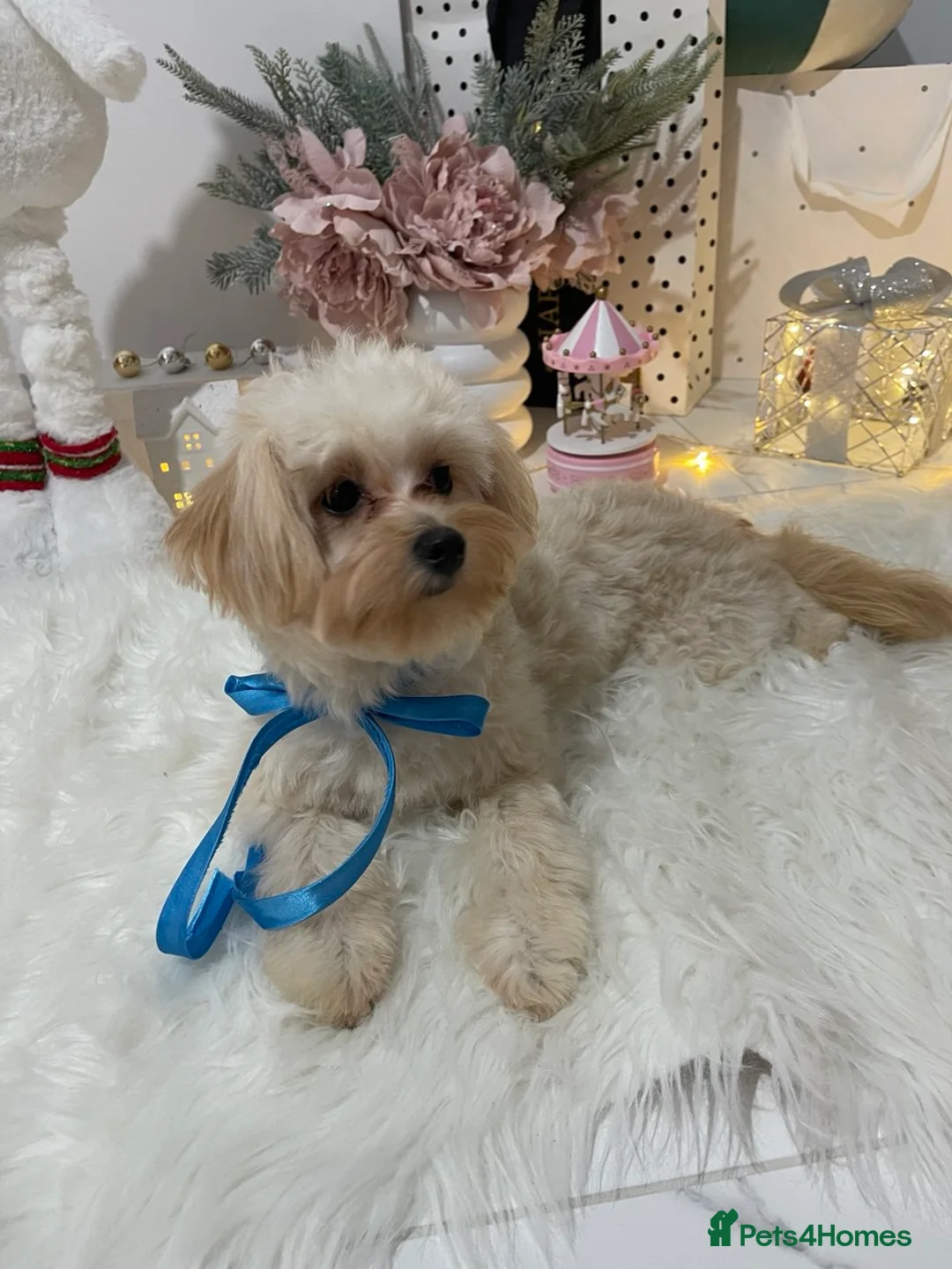Pomapoo dogs for sale: Pomapoo Girl Lindy (£2000 INC. UK Delivery) - Advert 10