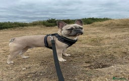 French Bulldog dogs for sale: Gorgeous Freddie needs a loving home - Image 1