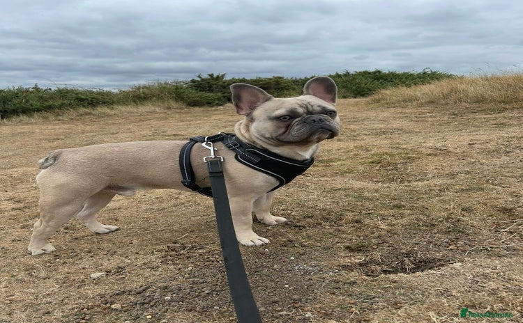 French Bulldog dogs - Advert 1