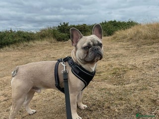 French Bulldog dogs - Advert 2