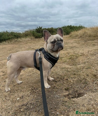 French Bulldog dogs - Advert 1