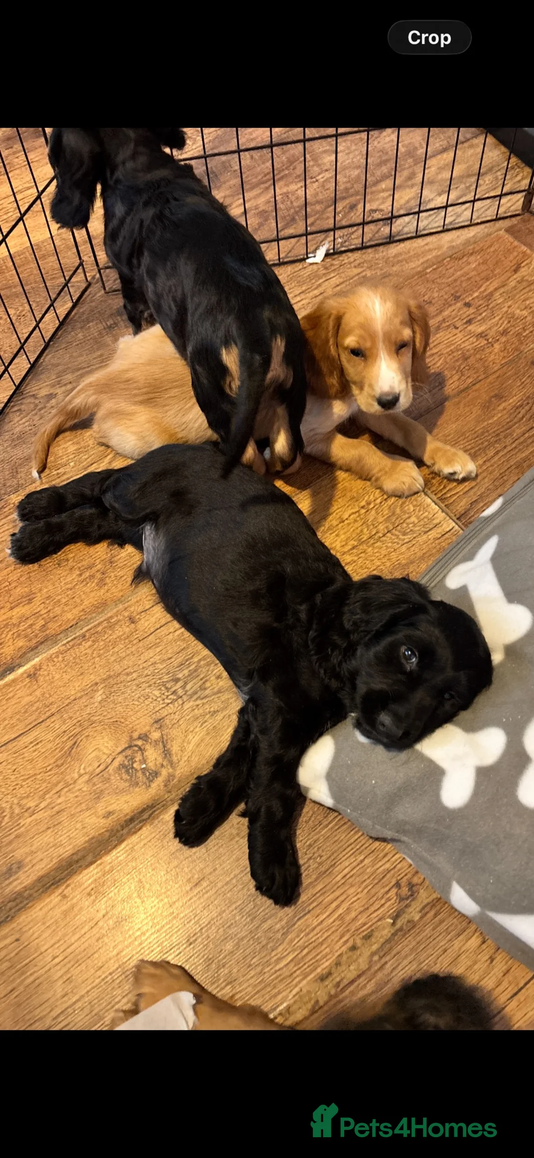 Cocker Spaniel dogs for sale: Cocker spaniel puppies  - Advert 2