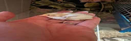 Quail poultry for sale: Chinese painted quail/ button quail  - Advert 6