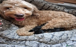 Mixed Breed dogs for sale: Black cockapoo - Image 9