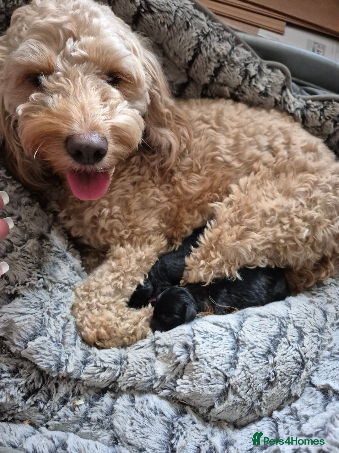Mixed Breed dogs for sale: Black cockapoo - Image 9