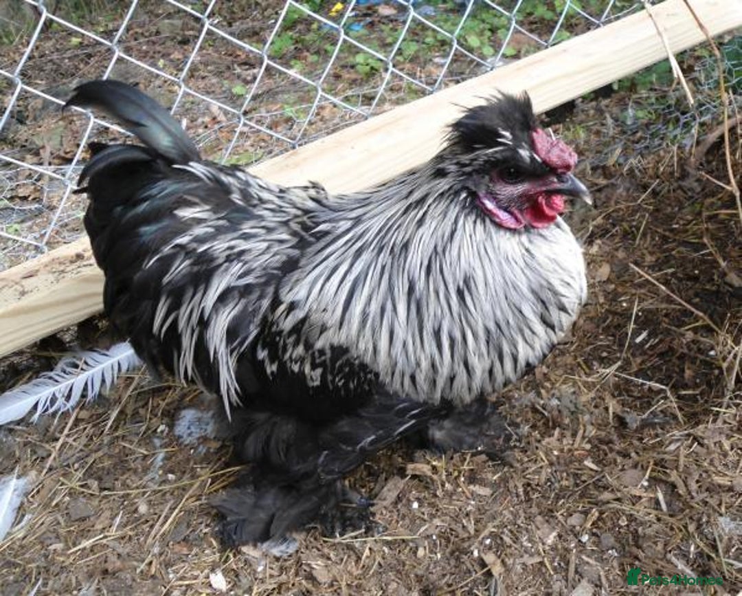 Chickens poultry for sale: CHICKEN AND DUCKS AVAILABLE  - Image 6