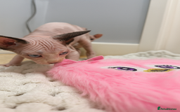 Sphynx cats for sale: Beautiful Pure Sphynx Kittens – Ready Now! - Image 3