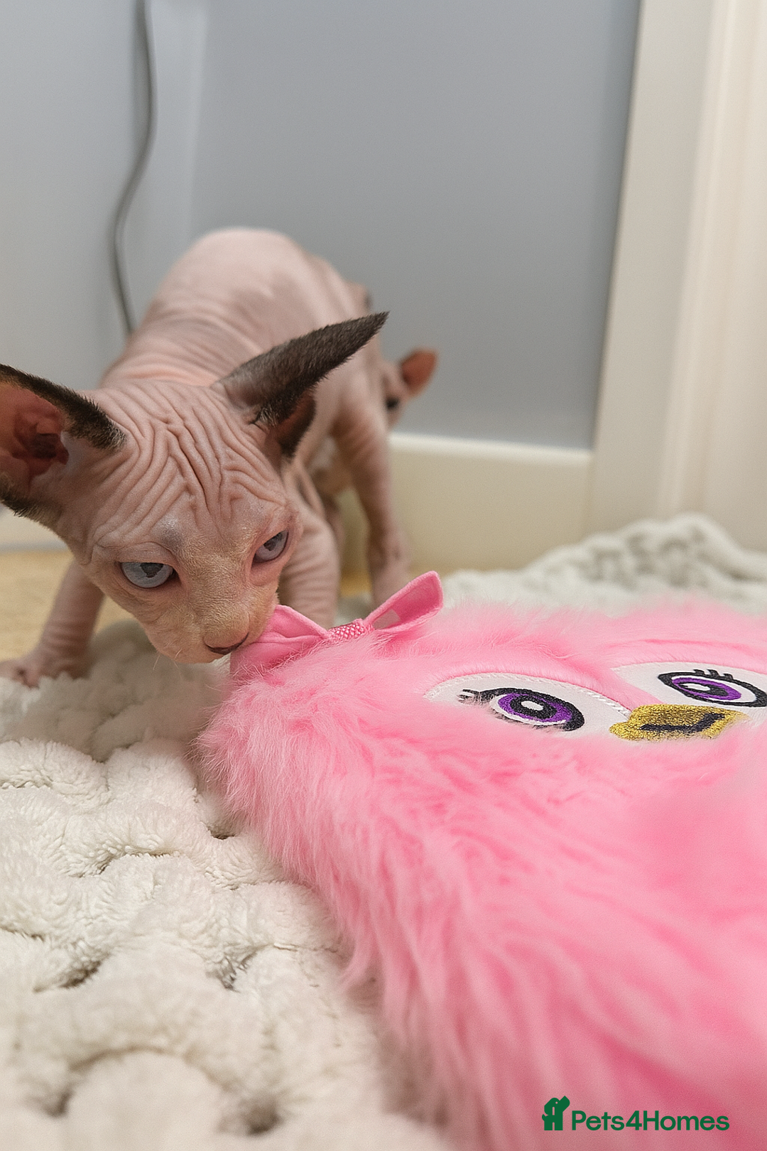 Sphynx cats for sale: Beautiful Pure Sphynx Kittens – Ready Now! - Image 3