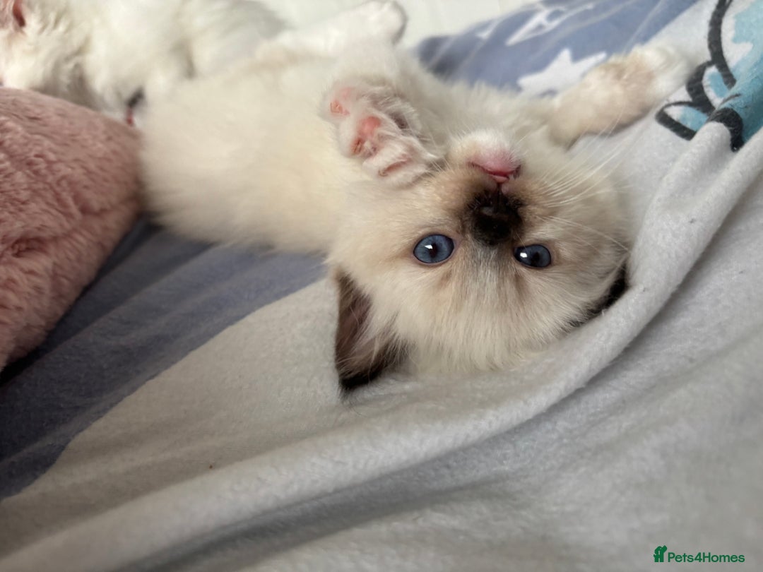 Ragdoll cats for sale: Seal Point Ragdoll looking for forever home - Image 2