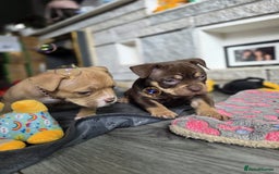 American Bully dogs for sale: 3 Stunning Pocket American bully  - Image 1