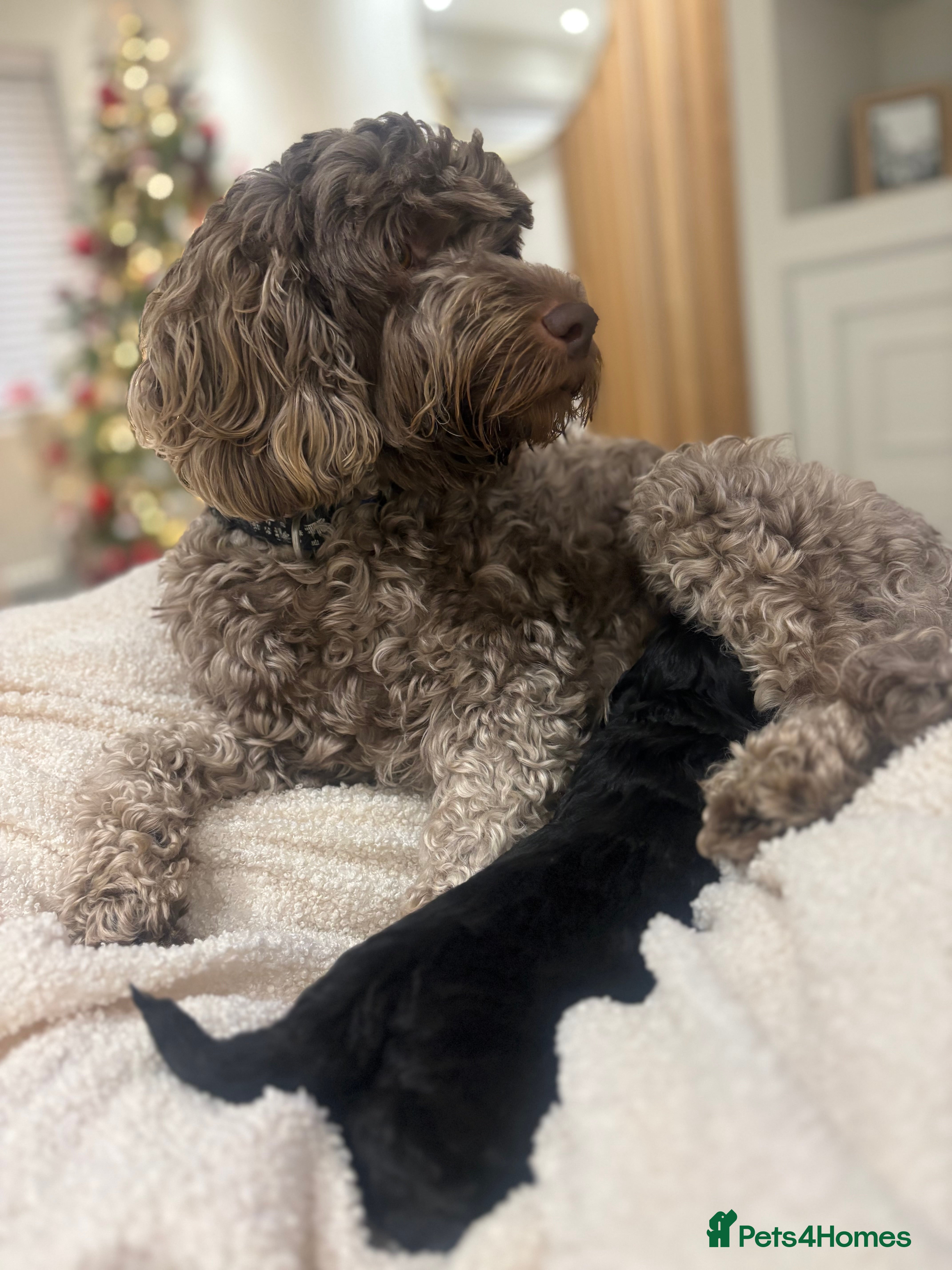 Cockapoo dogs Adorable 3 week old Cockapoo Puppies!!  - Advert 1