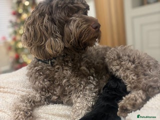 Cockapoo dogs Adorable 3 week old Cockapoo Puppies!! - Advert 15