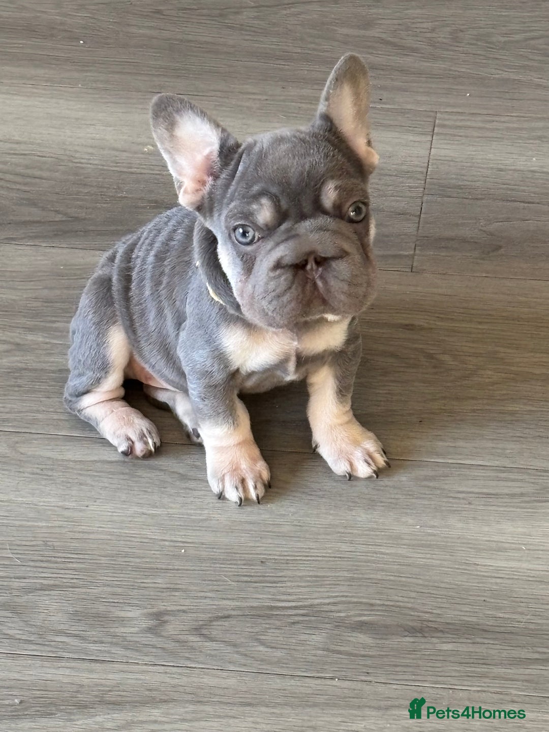 French Bulldog dogs for sale: Little girl frenchie pup  - Advert 2