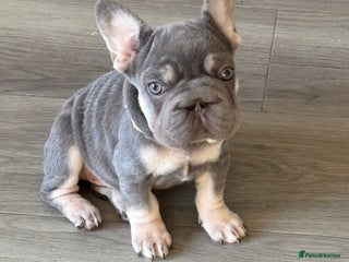 French Bulldog dogs Little girl frenchie pup - Advert 13