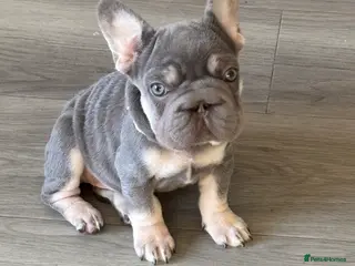 French Bulldog dogs Little girl frenchie pup - Advert 20