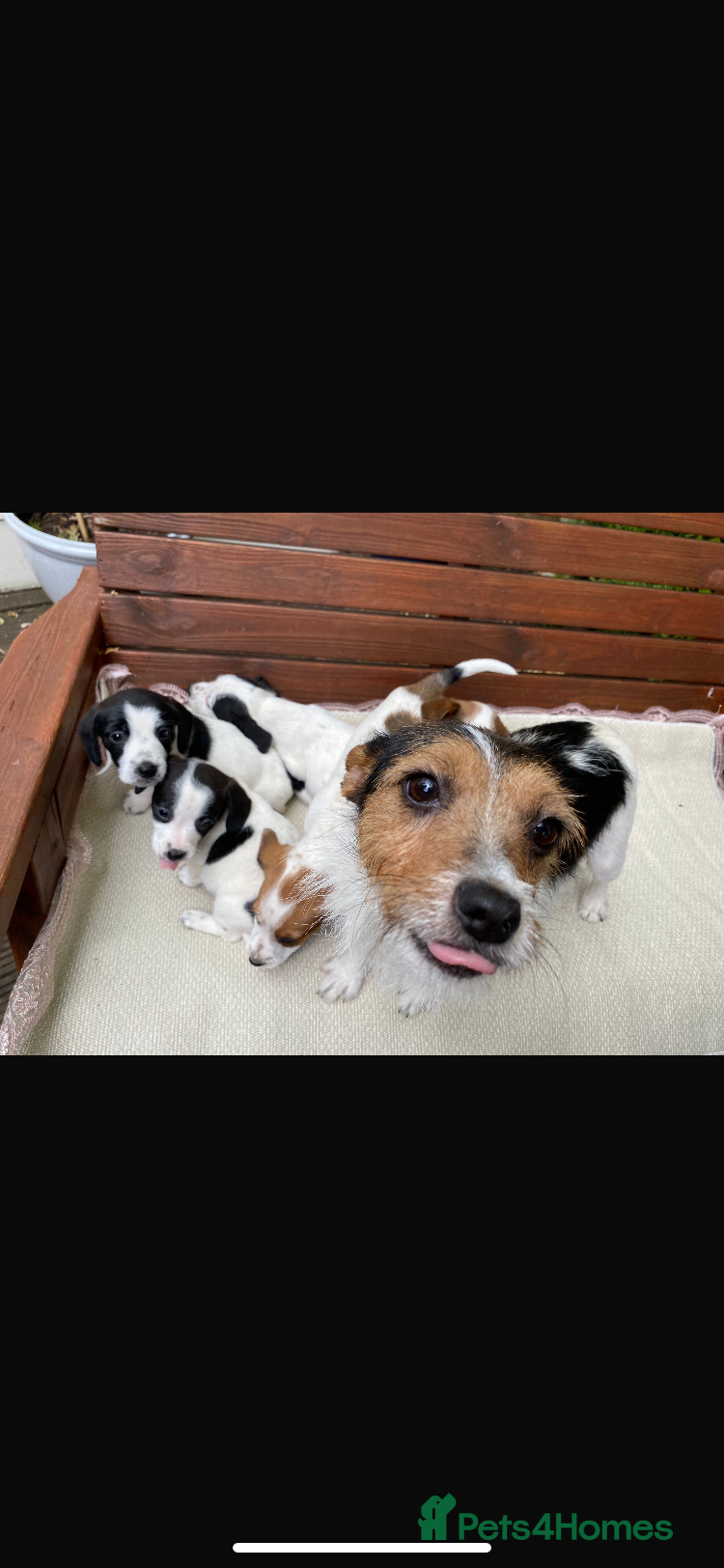 Jack Russell dogs Jack Russell puppies - Advert 1