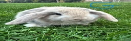 Mini Lop rabbits for sale: Mini Lop Rabbits For Sale  - Advert 3
