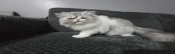Persian cats for sale: Adorable Silver Tabby Persian Kitten for Sale  - Advert 12