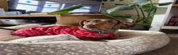 Dachshund dogs for sale: Male neutered dachshund  in Lee-on-the-Solent - Advert 7