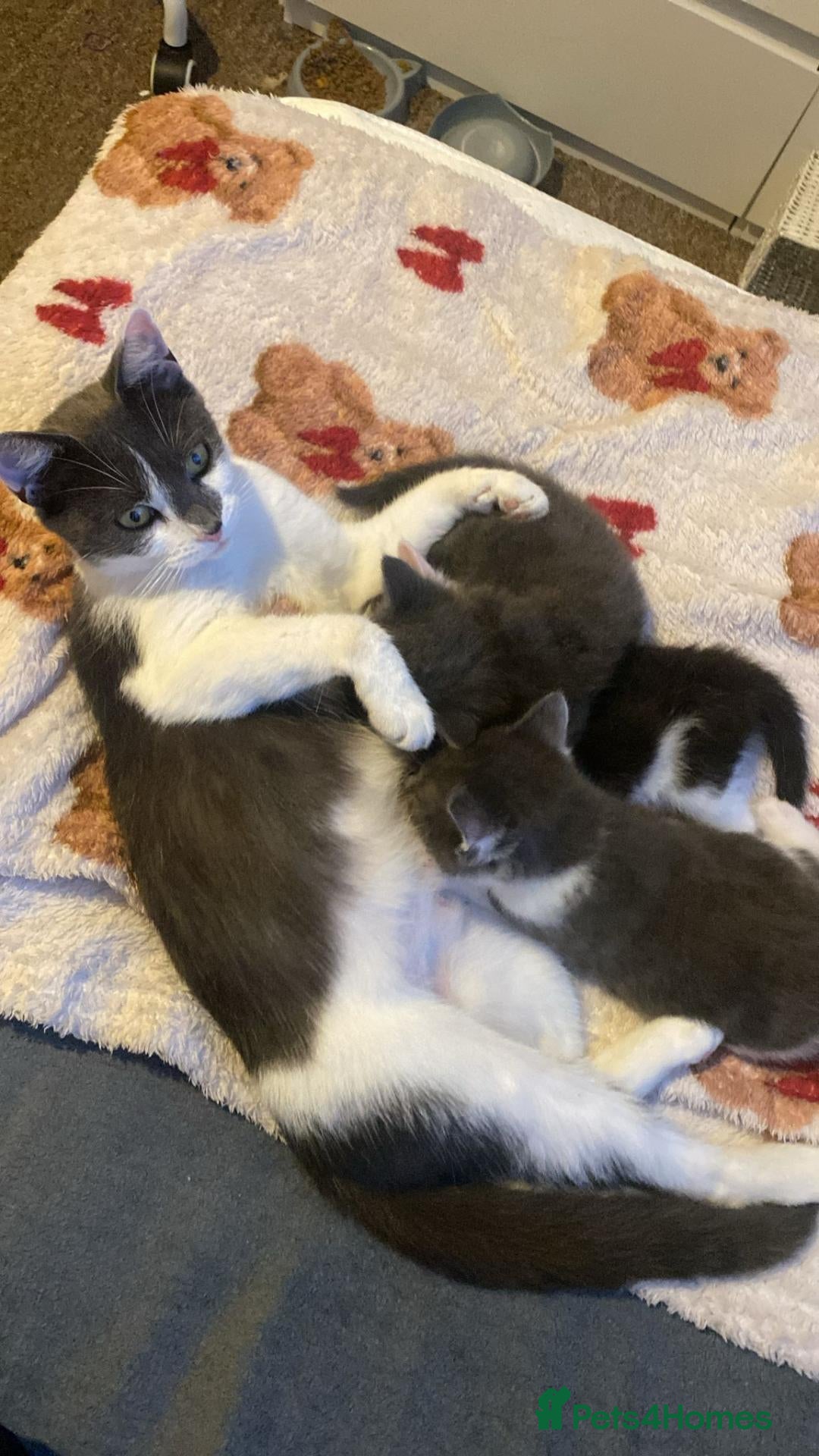 Domestic Shorthair cats Kittens for sale x5 - Advert 2